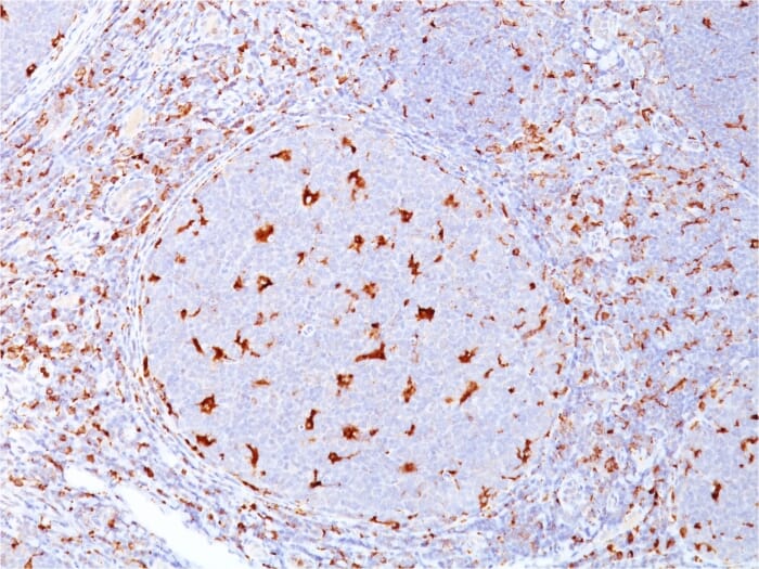 Anti-CD68 Antibody [C68/684]