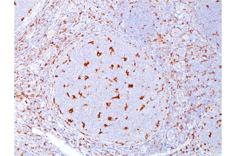 Immunohistochemistry - Anti-CD68 Antibody [C68/684] (A250759) - Antibodies.com
