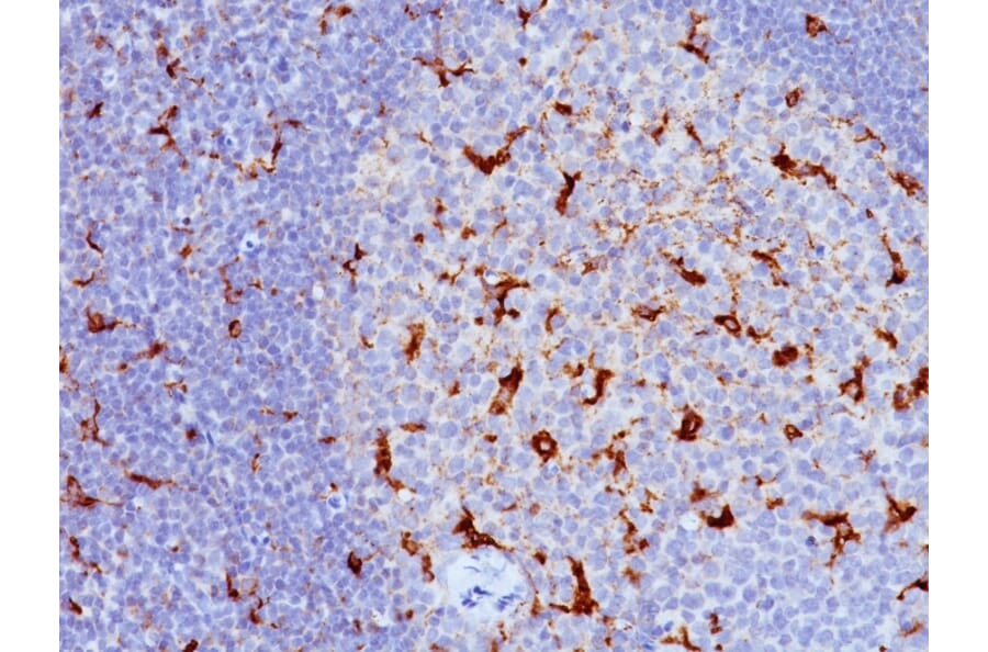 Immunohistochemistry - Anti-CD68 Antibody [KP1 + C68/684] (A250760) - Antibodies.com