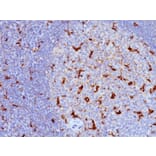 Immunohistochemistry - Anti-CD68 Antibody [KP1 + C68/684] (A250760) - Antibodies.com