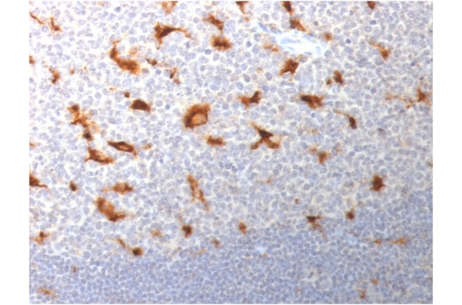 IHC of FFPE of human tonsil stained with monospecific mouse anti-CD68 Antibody [LAMP4/1830] (A250763).