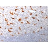Immunohistochemistry - Anti-CD68 Antibody [LAMP4/1830] (A250763) - Antibodies.com
