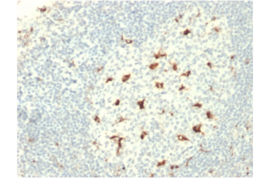 Immunohistochemistry - Anti-CD68 Antibody [C68/2709] (A250766) - Antibodies.com