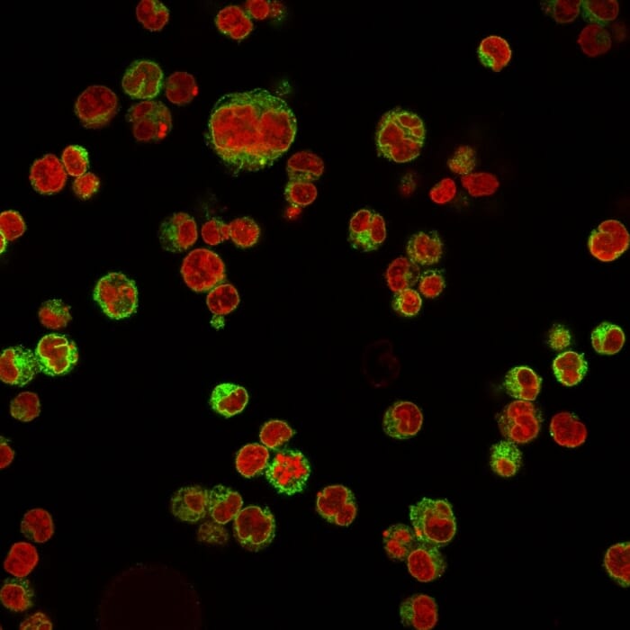 Anti-CD74 Antibody [LN-2]