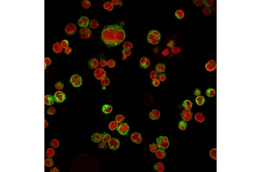 Immunofluorescence - Anti-CD74 Antibody [LN-2] (A250771) - Antibodies.com