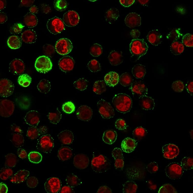 Immunofluorescence - Anti-CD74 Antibody [SPM523] (A250772) - Antibodies.com