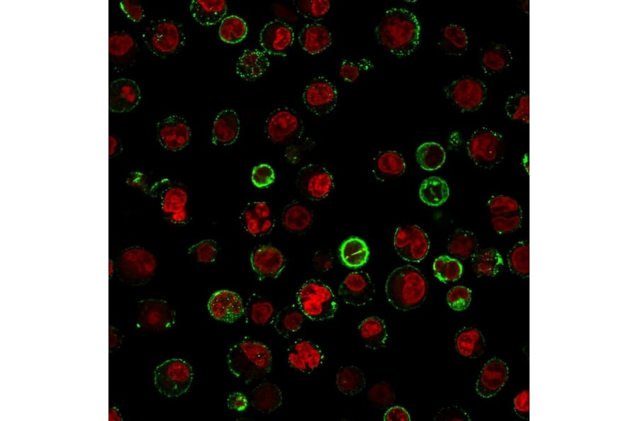 Immunofluorescence - Anti-CD74 Antibody [CLIP/813] (A250774) - Antibodies.com