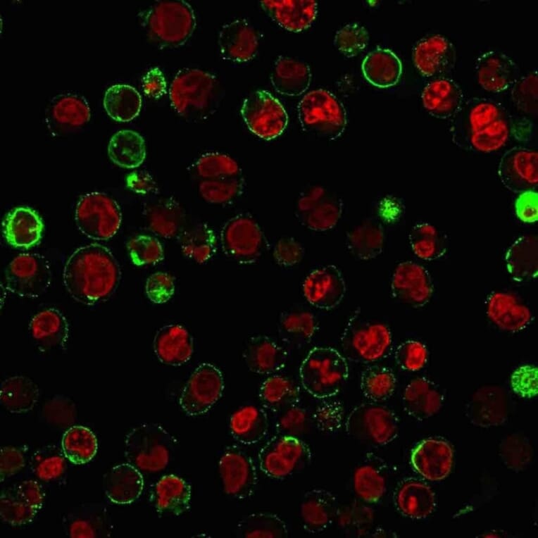 Immunofluorescence - Anti-CD74 Antibody [LN-2 + CLIP/813] (A250776) - Antibodies.com