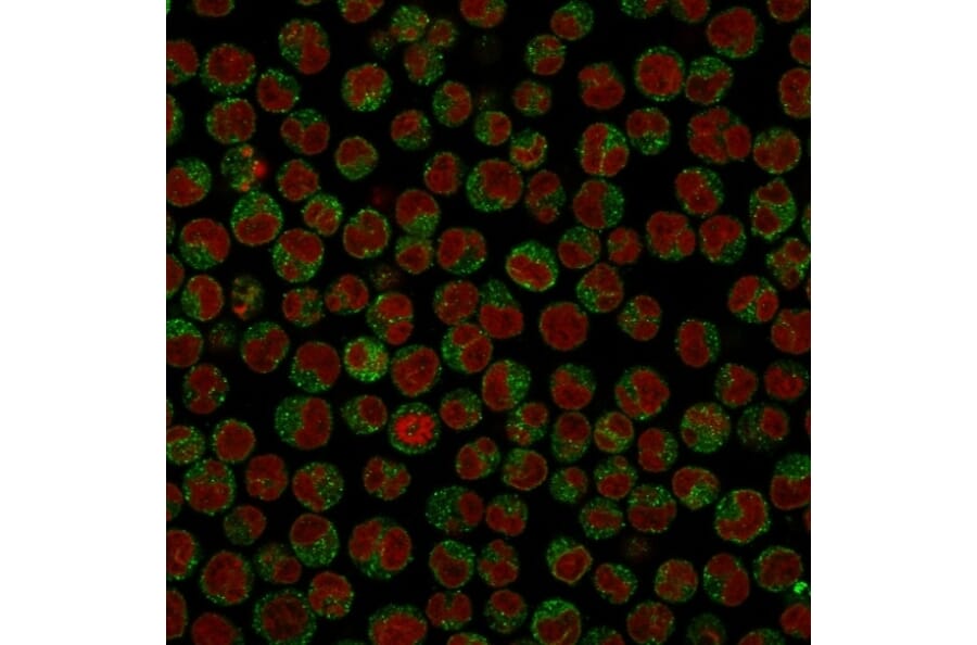 Immunofluorescence - Anti-CD79a Antibody [SPM549] (A250781) - Antibodies.com
