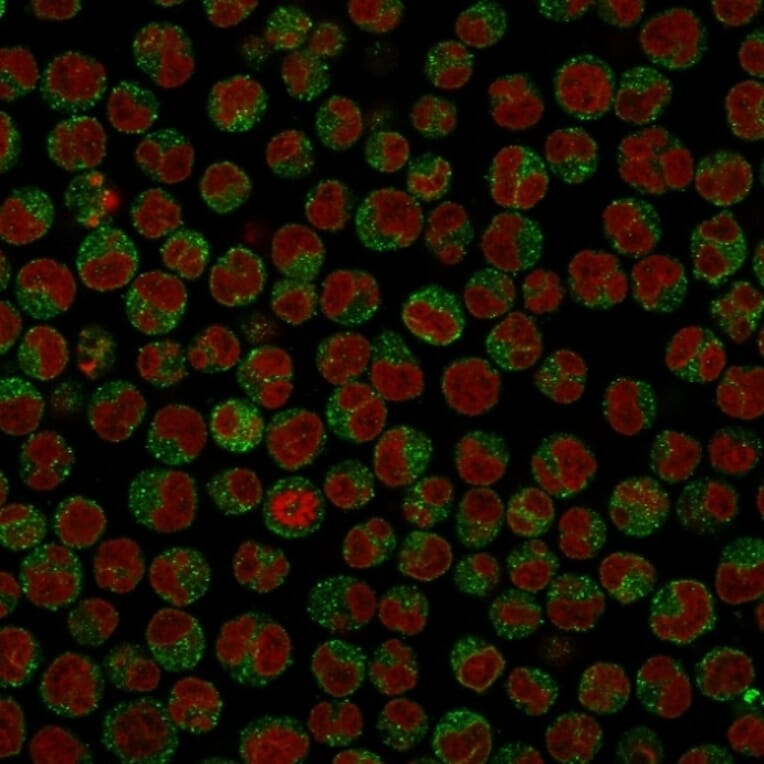 Immunofluorescence - Anti-CD79a Antibody [SPM549] (A250781) - Antibodies.com