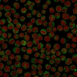 Immunofluorescence - Anti-CD79a Antibody [SPM549] (A250781) - Antibodies.com