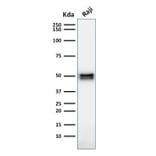 Western Blot - Anti-CD79a Antibody [HM47/A9] (A250783) - Antibodies.com