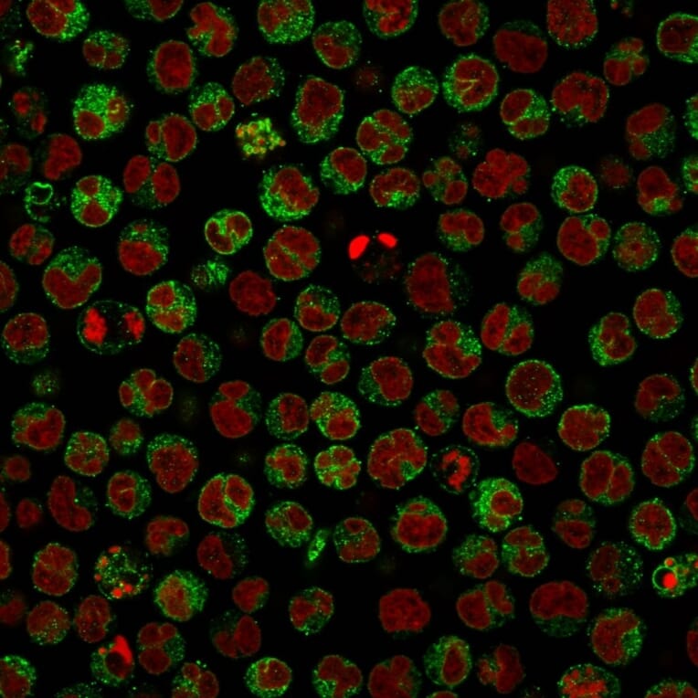 Immunofluorescence - Anti-CD79a Antibody [HM47/A9] (A250783) - Antibodies.com