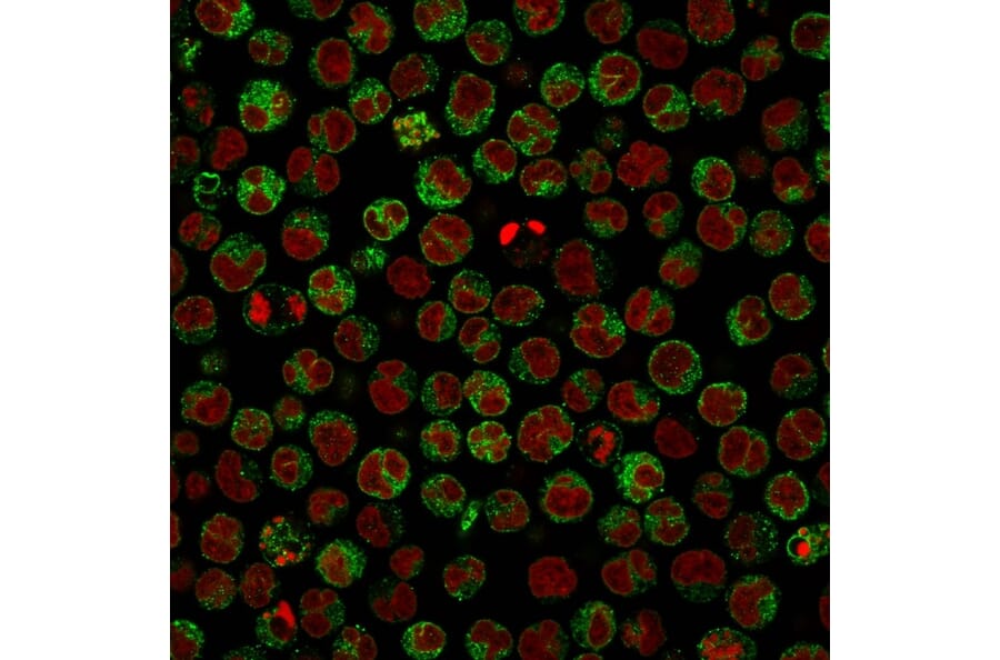 Immunofluorescence - Anti-CD79a Antibody [IGA/764] (A250785) - Antibodies.com