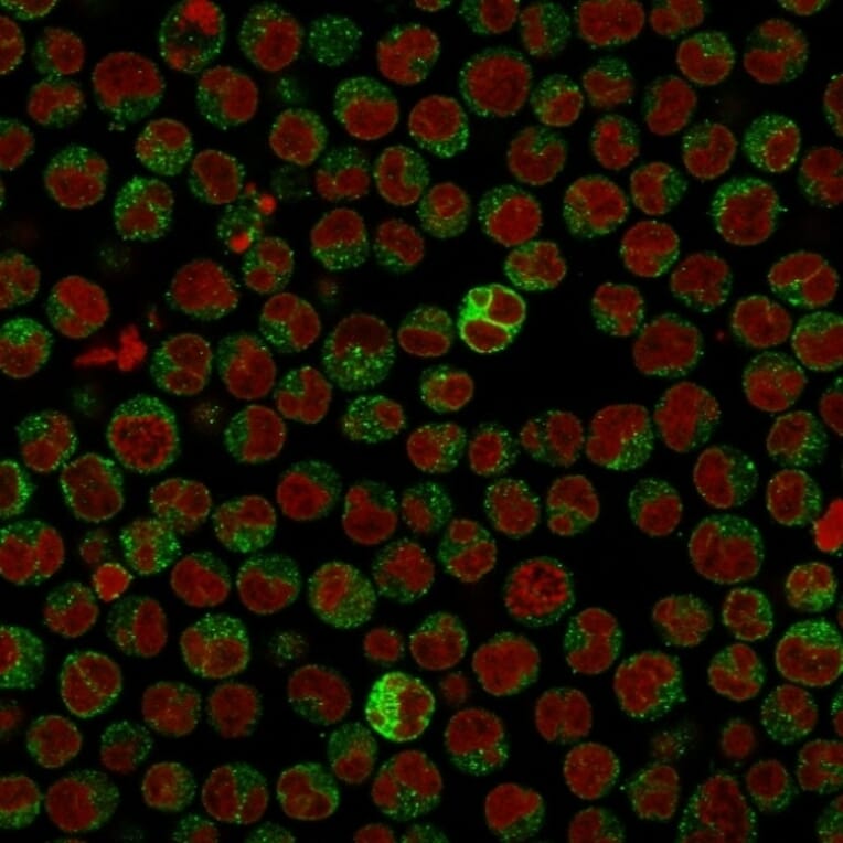 Immunofluorescence - Anti-CD79a Antibody [IGA/515] (A250786) - Antibodies.com