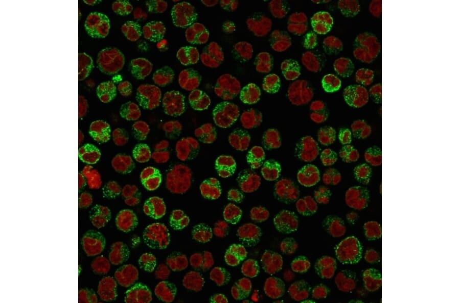 Immunofluorescence - Anti-CD79a Antibody [HM57] (A250789) - Antibodies.com