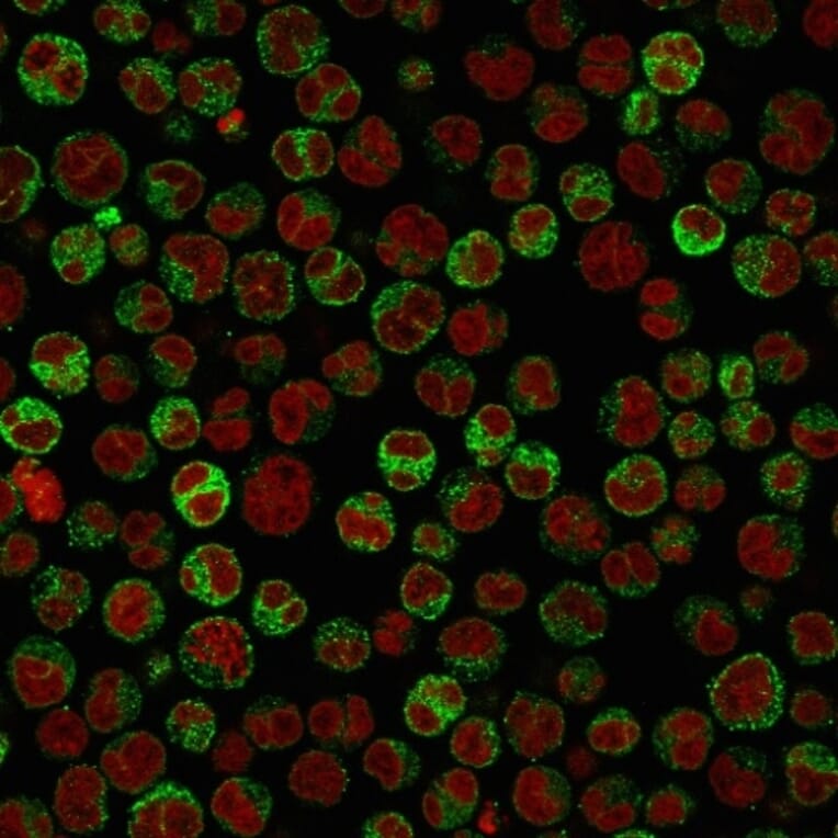 Immunofluorescence - Anti-CD79a Antibody [HM57] (A250789) - Antibodies.com