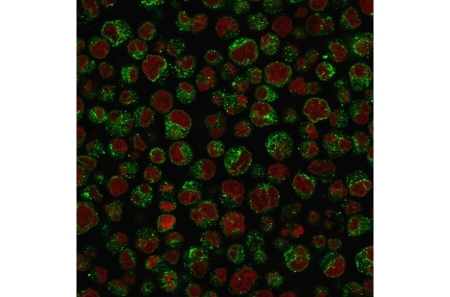 Immunofluorescence - Anti-CD79a Antibody [IGA/1688R] (A250792) - Antibodies.com