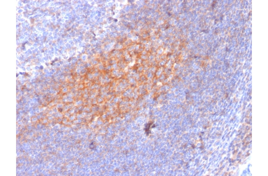 Immunohistochemistry - Anti-TAPA1 Antibody [1.3.3.22] (A250801) - Antibodies.com