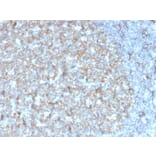 Immunohistochemistry - Anti-TAPA1 Antibody [r1.3.3.22] (A250803) - Antibodies.com