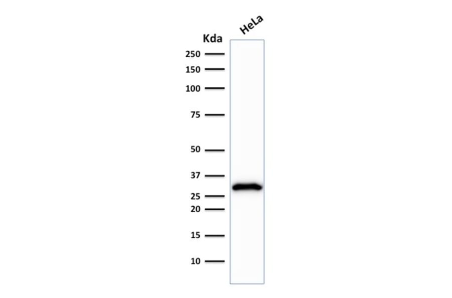 Western Blot - Anti-CDK1 Antibody [POH-1] (A250806) - Antibodies.com