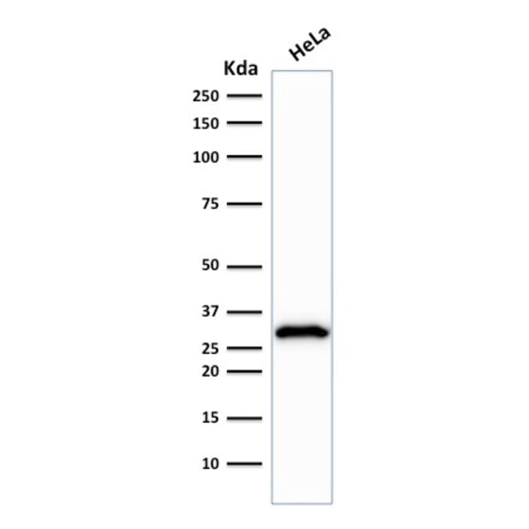 Western Blot - Anti-CDK1 Antibody [POH-1] (A250806) - Antibodies.com