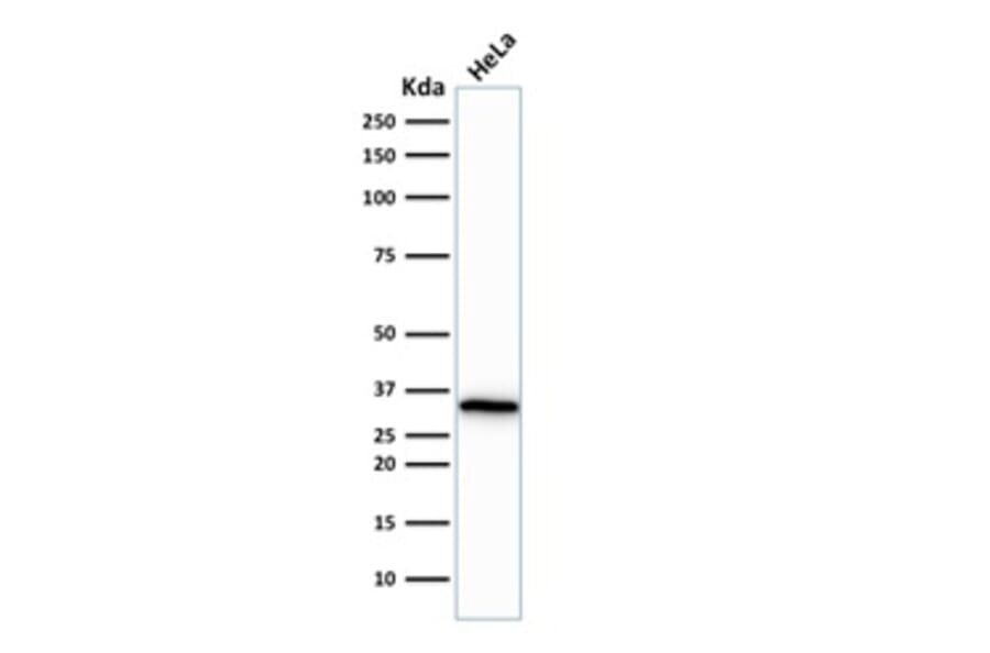 Western Blot - Anti-CDK1 Antibody [CDK1/873] (A250807) - Antibodies.com