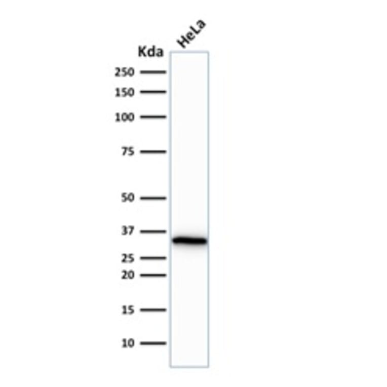 Western Blot - Anti-CDK1 Antibody [CDK1/873] (A250807) - Antibodies.com