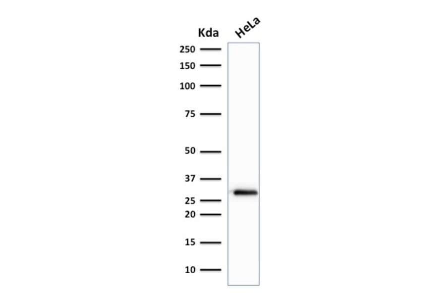 Western Blot - Anti-CDK1 Antibody [A17.1.1] (A250808) - Antibodies.com