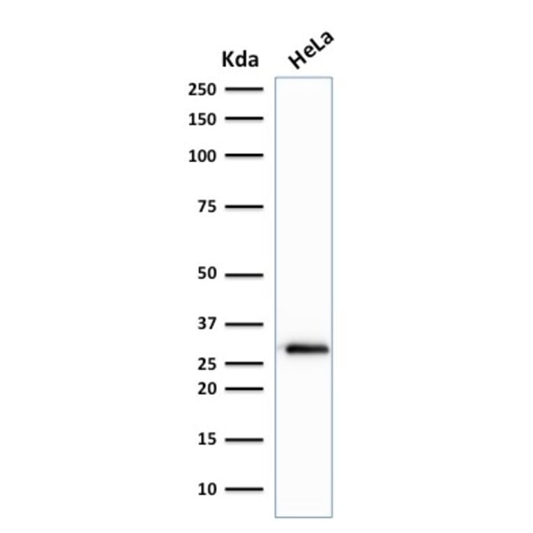 Western Blot - Anti-CDK1 Antibody [A17.1.1] (A250808) - Antibodies.com