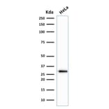 Western Blot - Anti-CDK1 Antibody [A17.1.1] (A250808) - Antibodies.com