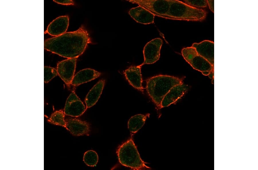 Immunofluorescence - Anti-ZBTB39 Antibody [PCRP-ZBTB39-1A11] (A250810) - Antibodies.com