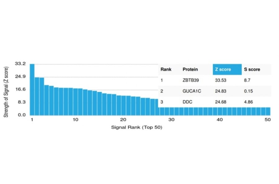 Protein Array - Anti-ZBTB39 Antibody [PCRP-ZBTB39-1A11] (A250809) - Antibodies.com