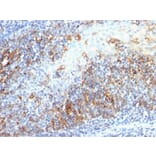 Immunohistochemistry - Anti-CDC20 Antibody [AR12] (A250811) - Antibodies.com