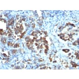 Immunohistochemistry - Anti-CDC20 Antibody [CDC20/1102] (A250811) - Antibodies.com