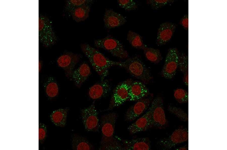 Immunofluorescence - Anti-Major Vault Protein Antibody [1014] (A250813) - Antibodies.com