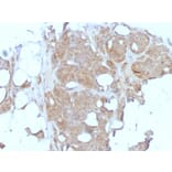 Immunohistochemistry - Anti-Major Vault Protein Antibody [1032] (A250814) - Antibodies.com