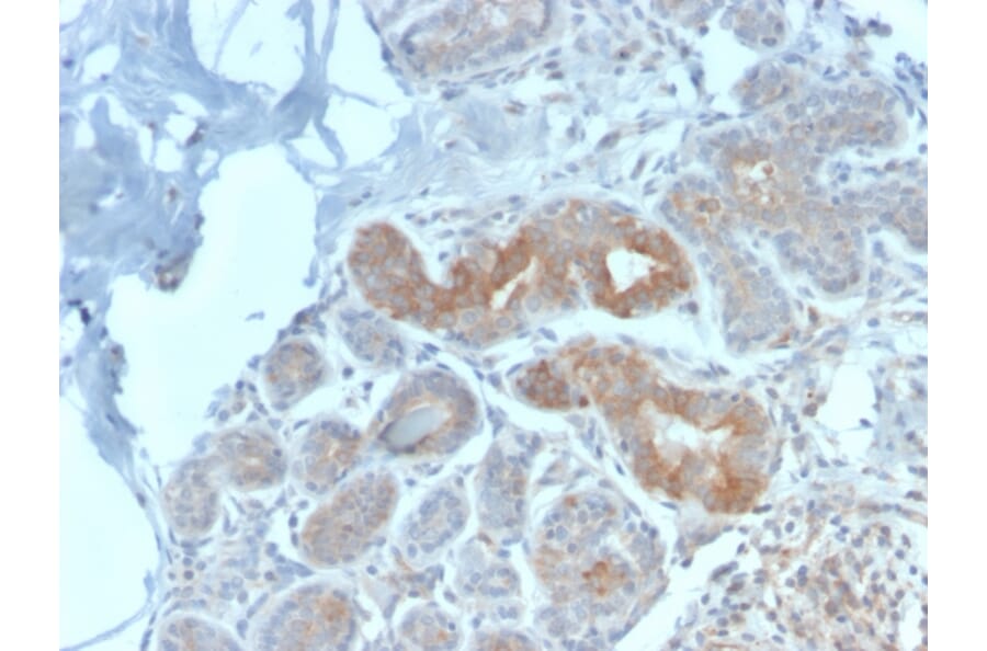 Immunohistochemistry - Anti-Major Vault Protein Antibody [VP2897R] (A250816) - Antibodies.com