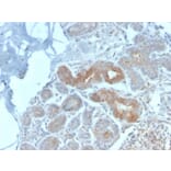 Immunohistochemistry - Anti-Major Vault Protein Antibody [VP2897R] (A250816) - Antibodies.com