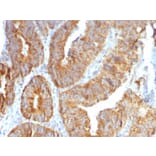 Immunohistochemistry - Anti-TNFS15 Antibody [VEGI/1283] (A250817) - Antibodies.com