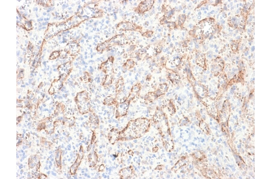 Immunohistochemistry - Anti-TNFS15 Antibody [rVEGI/1283] (A253576) - Antibodies.com