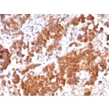 Immunohistochemistry - Anti-TNFS15 Antibody [rVEGI/1283] (A252951) - Antibodies.com
