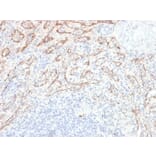 Immunohistochemistry - Anti-TNFS15 Antibody [VEGI/2052R] (A250820) - Antibodies.com