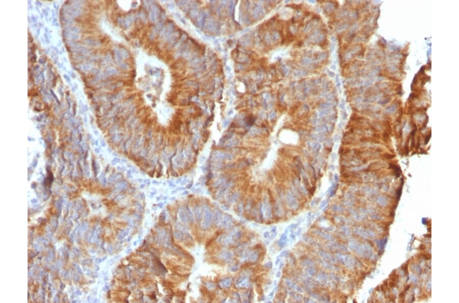 Immunohistochemistry - Anti-TNFS15 Antibody [VEGI/2052R] (A250820) - Antibodies.com