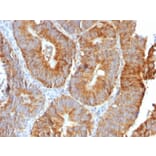 Immunohistochemistry - Anti-TNFS15 Antibody [VEGI/2052R] (A250820) - Antibodies.com