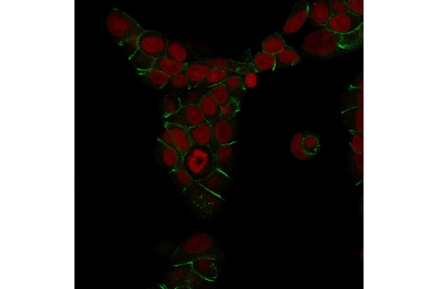 Immunofluorescence - Anti-E Cadherin Antibody [4A2] (A250824) - Antibodies.com