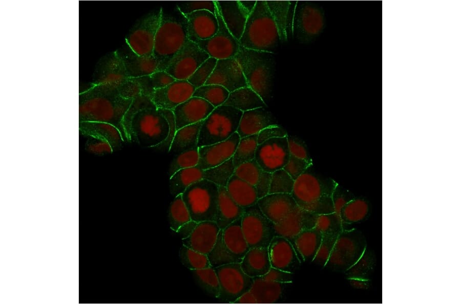 Immunofluorescence - Anti-E Cadherin Antibody [CDH1/1525] (A250825) - Antibodies.com