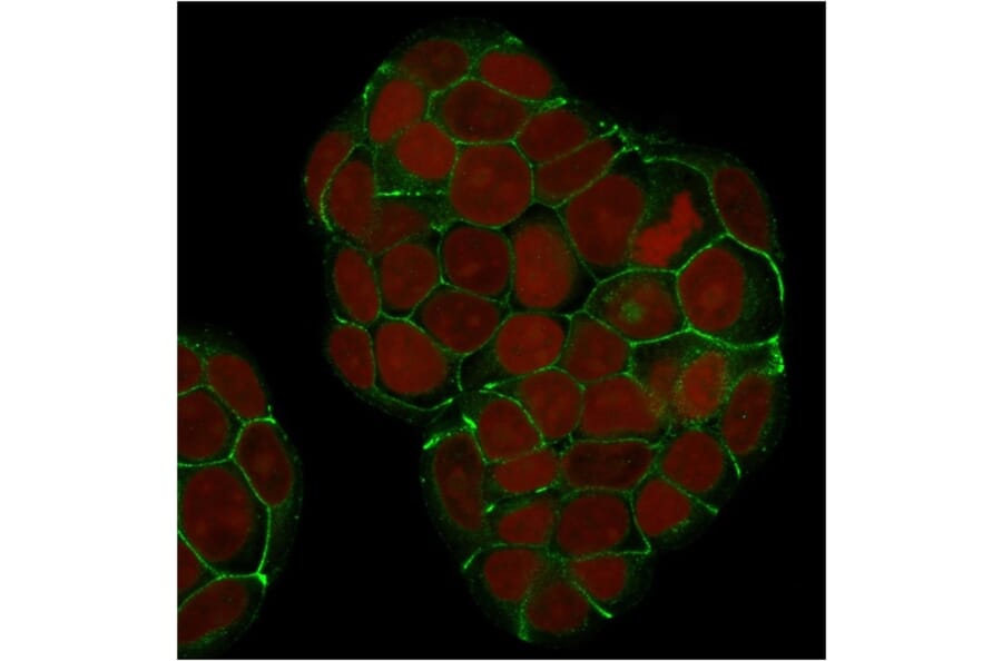 Immunofluorescence - Anti-E Cadherin Antibody [SPM381] (A250825) - Antibodies.com