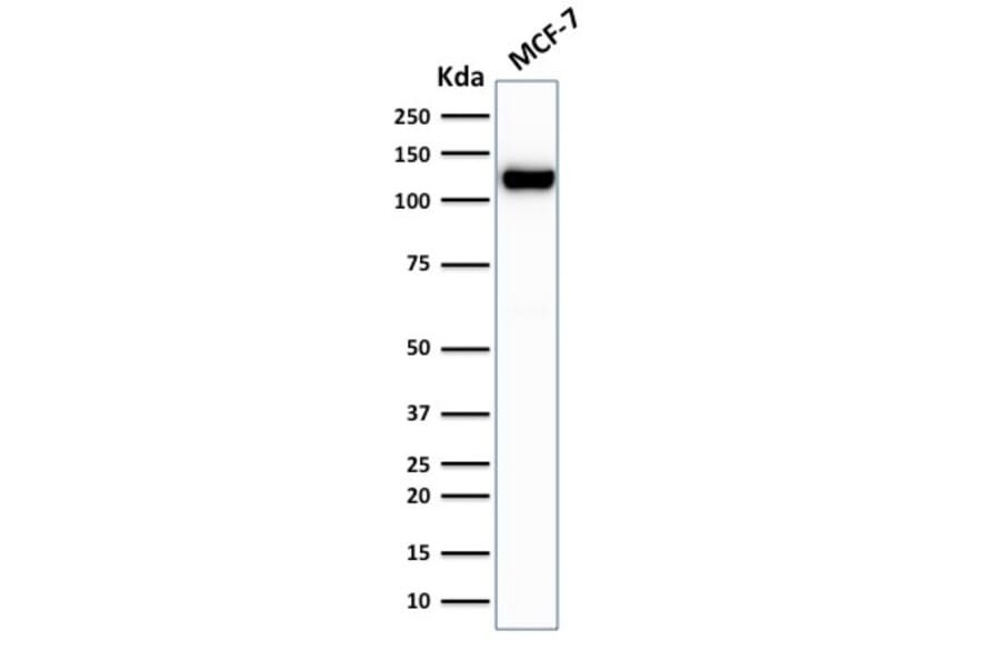 Western Blot - Anti-E Cadherin Antibody [rCDH1/1525] (A250828) - Antibodies.com