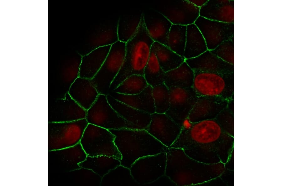 Immunofluorescence - Anti-E Cadherin Antibody [rCDH1/1525] (A250828) - Antibodies.com